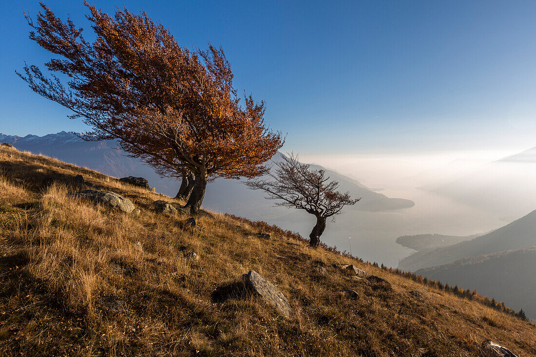 Three beech trees with Lake Como on the background, Alto Lario, Como, Lombardy, Italy, Europe