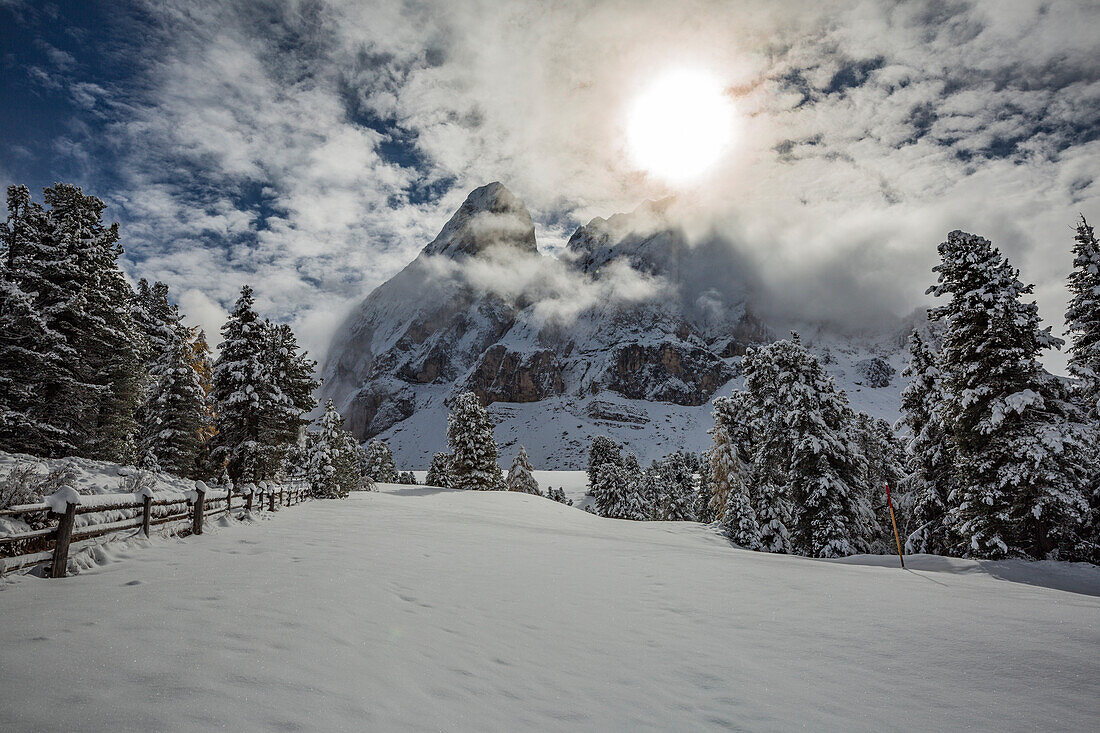 Pines and Odle Dolomites peaks covered in snow, Passo delle Erbe, Bolzano, Trentino Alto Adige - Sudtirol, Italy, Europe
