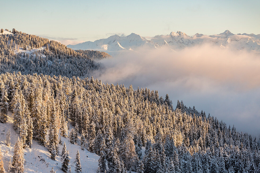 Pines covered in snow and Dolomites on the background, Passo delle Erbe, Bolzano, Trentino Alto Adige - Sudtirol, Italy, Europe