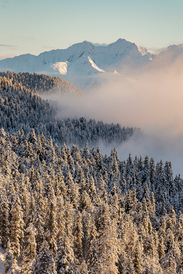 Pines covered in snow and Dolomites on the background, Passo delle Erbe, Bolzano, Trentino Alto Adige - Sudtirol, Italy, Europe
