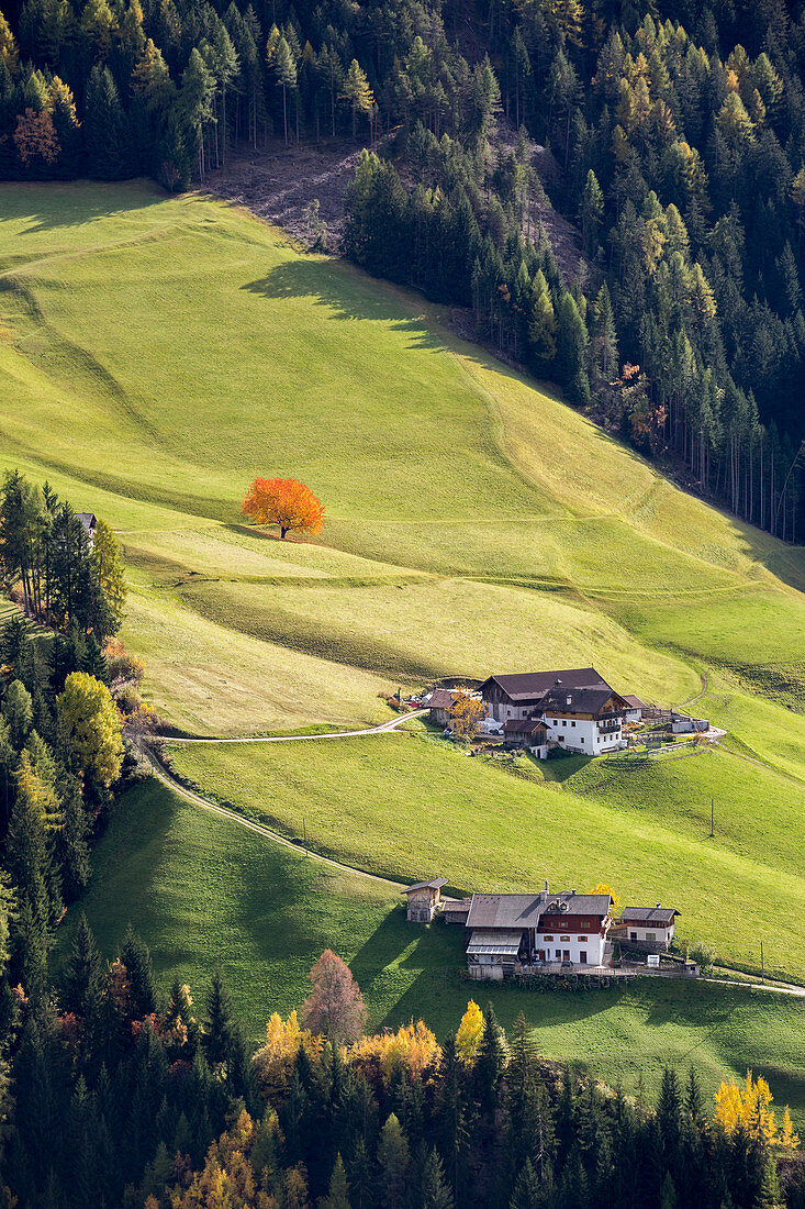 Autumnal scenery with mountain lodges and lone cherry tree , Santa Maddalena, Funes, Bolzano, Trentino Alto Adige - Sudtirol, Italy, Europe