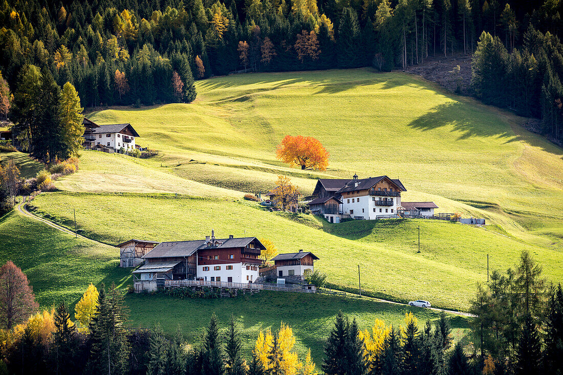 Autumnal scenery with mountain lodges and trees , Santa Maddalena, Funes, Bolzano, Trentino Alto Adige - Sudtirol, Italy, Europe