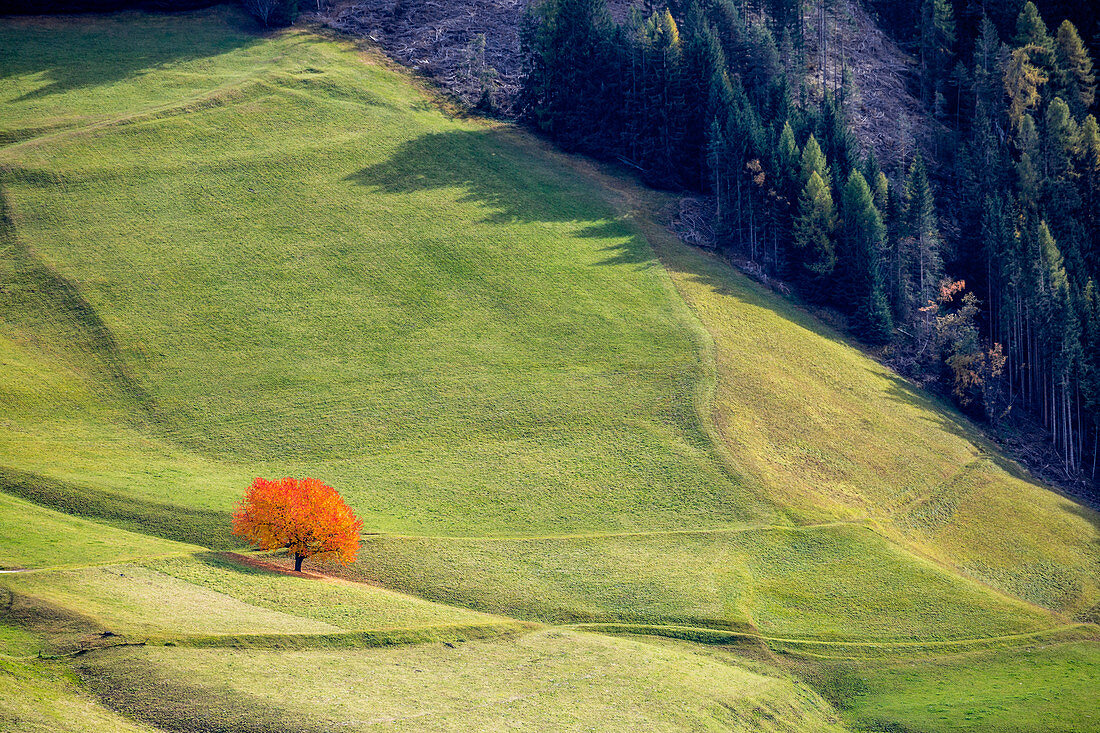 Lone cherry tree with autumnal leaves, Santa Maddalena, Funes, Bolzano, Trentino Alto Adige - Sudtirol, Italy, Europe