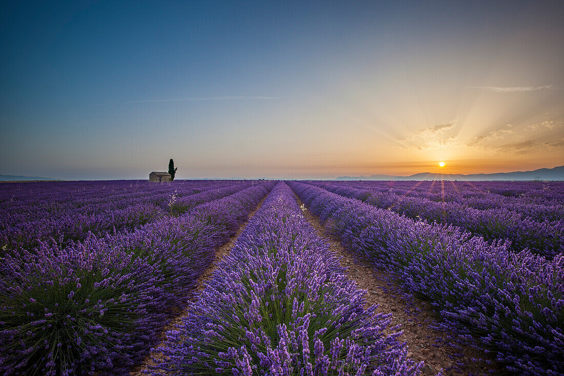 Lavender raws and house at dawn, Plateau de Valensole, Alpes-de-Haute-Provence, Provence-Alpes-Cote d'Azur, France, Europe
