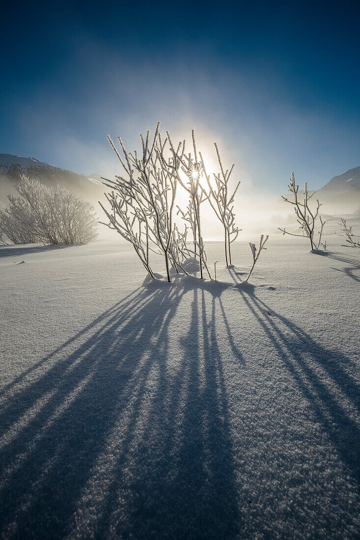 Winter landscape with trees covered in hoarfrost, Celerina, Engadin, Graubunden, Switzerland