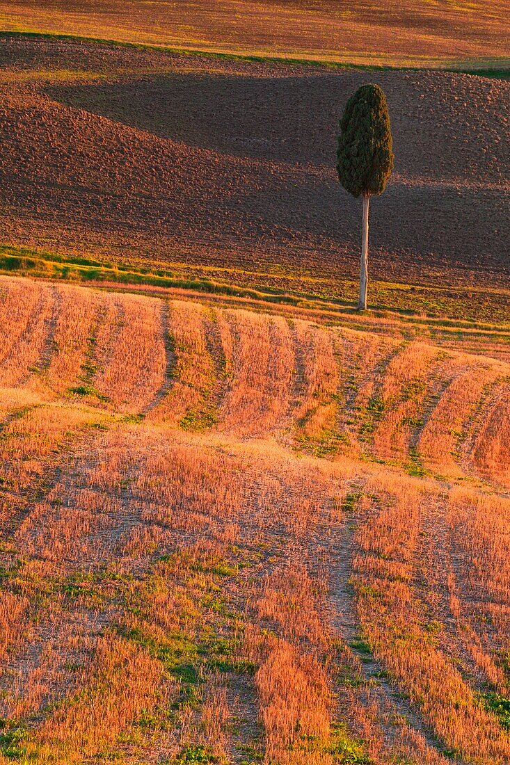 Pienza, Orcia valley, Tuscany, Italy, A lone cypress in the Pienza's countryside