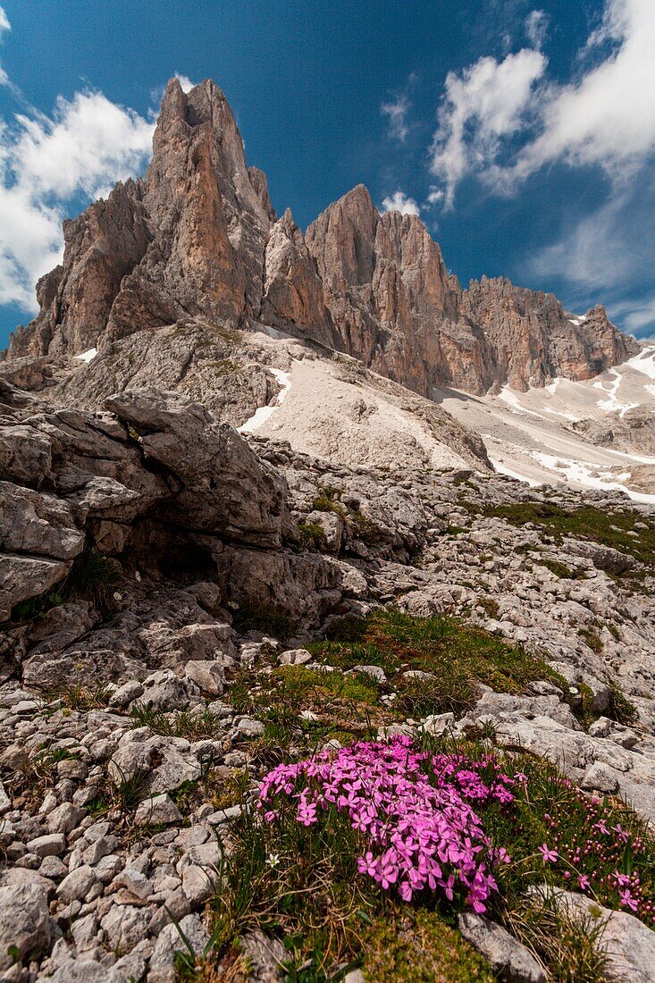 Pradidali valley, Pale of St Martin, Dolomites, Trentino Alto-Adige, Italy, Bloom near Pradidali refuge, into homonymous valley
