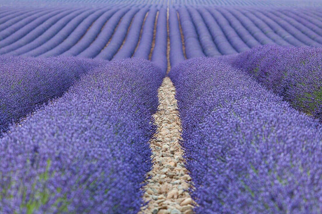 Valensole plateau, Provence, France, A lavender fields