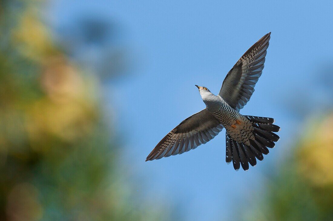 Cuckoo in flight, Trentino Alto-Adige, Italy