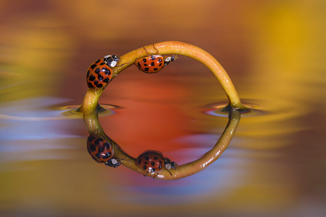 reflection of two ladybugs, Trentino Alto-Adige, Italy