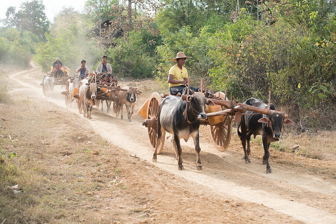 Inlay Lake, Shan State, Myanmar, Cows pulling a cart on a gravel road