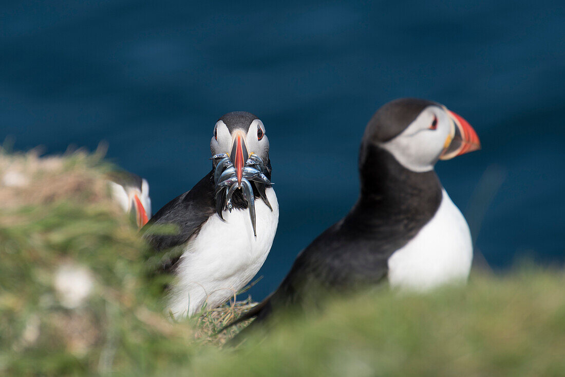 Mykines island, Faroe Islands, Denmark, Atlantic Puffins with catch in the beak