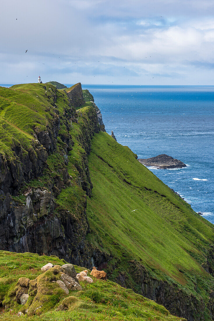 Mykines island, Faroe Islands, Denmark, Cliffs on the way to the lighthouse