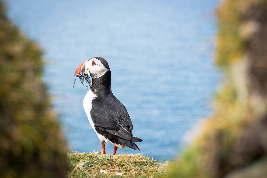 Mykines island, Faroe Islands, Denmark, Atlantic Puffin with catch in the beak