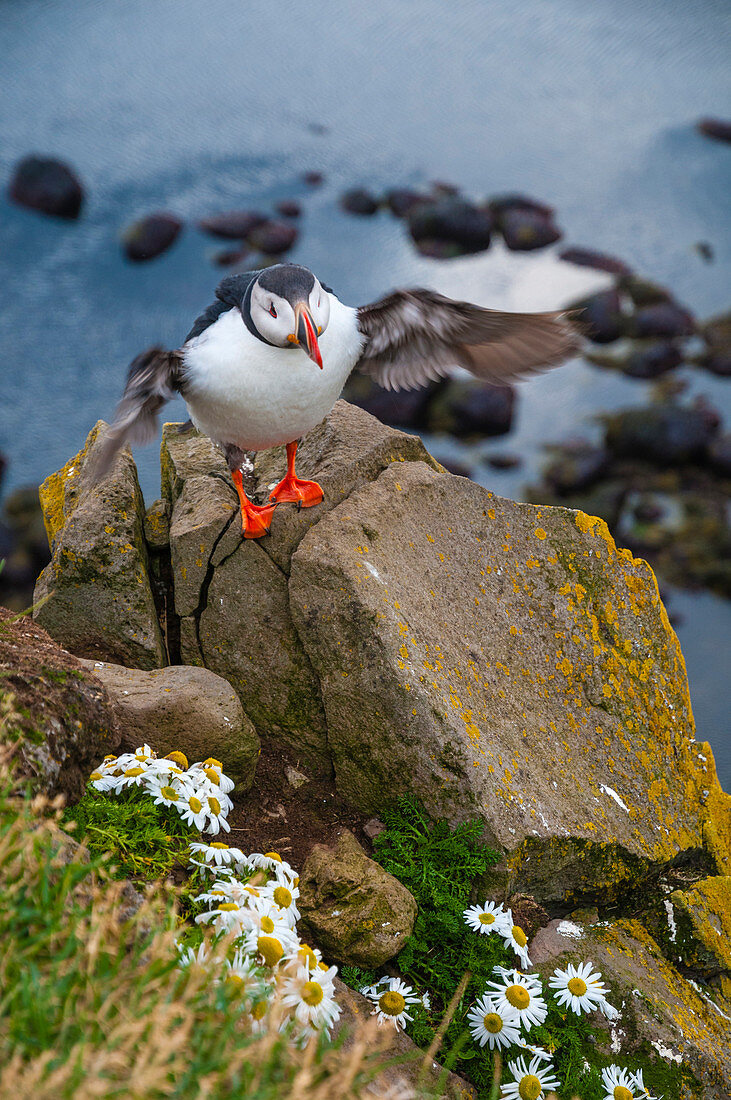 Latrabjarg, Iceland, Atlantic puffins on the cliffs