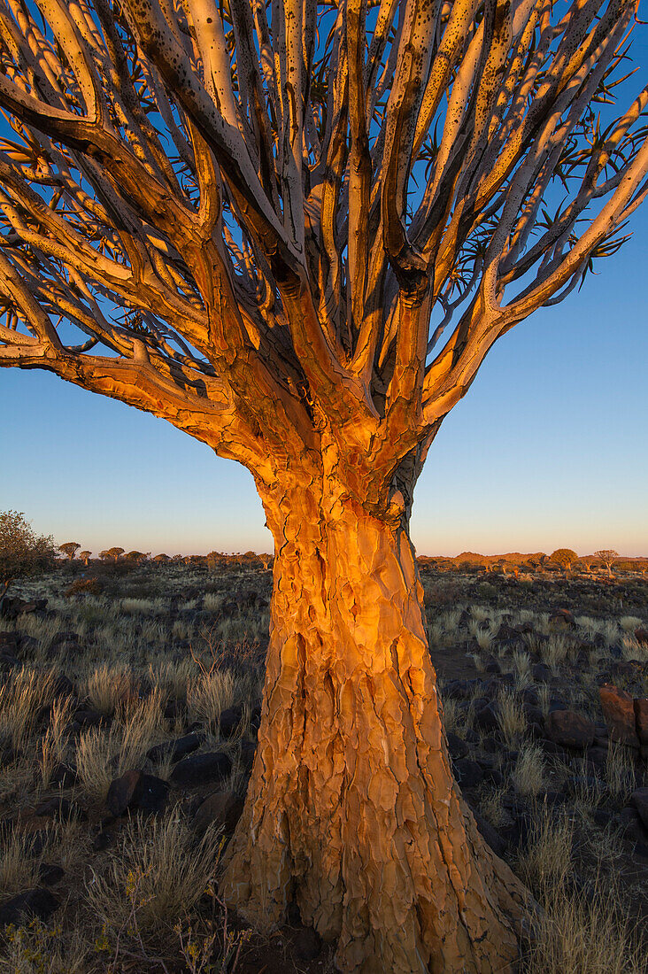 Quivertree forest, Southern Namibia, Africa, Aloe in bloom