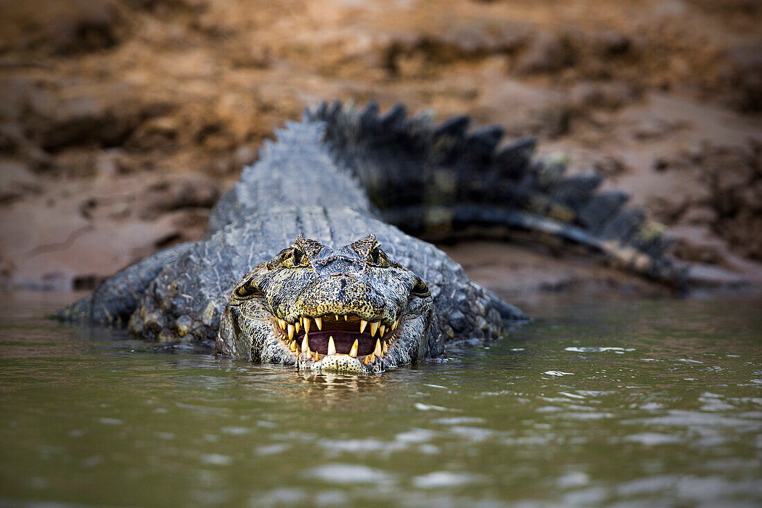 Yacare caiman from rio cuib?, Rio cuiab?, Mato Grosso do Sul, Pantanal, Mato Grosso do Sul, Brazil