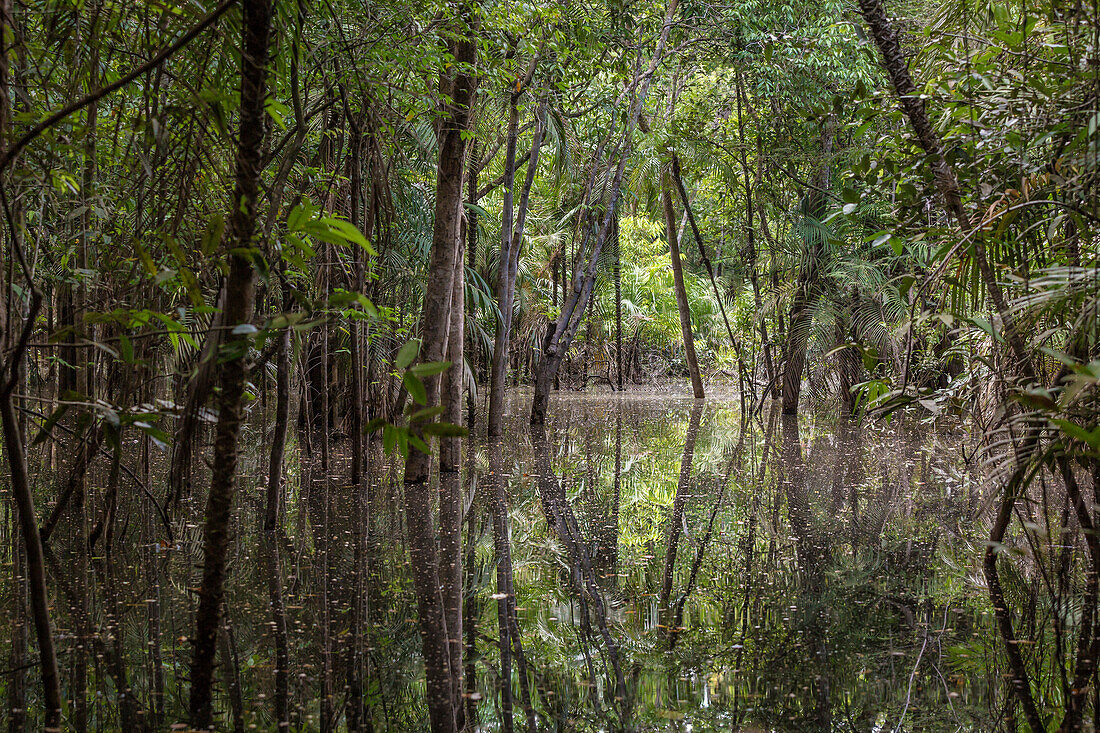 The flooded forest of the Rio negro Basin depicted in early August when the water level is still high and floods large area of the primary forest, Amazonas, Amazonia, Manaus, Brazil