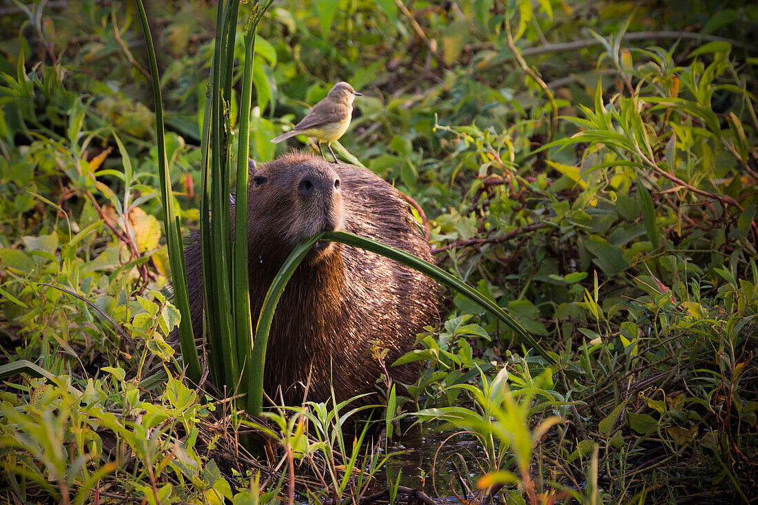 Capibara feeding in Pantanal near porto Jofre, Transpantaneira, mato grosso do sul, Pantanal, Brazil, South America