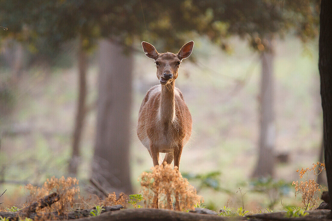 Tuscan, Italy, Roe Deer