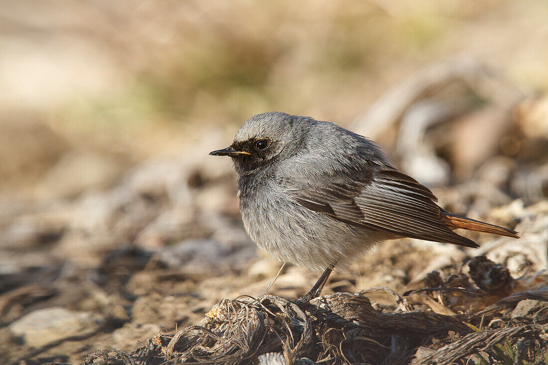 Stelvio National Park, Lombardy, Italy, Black redstart