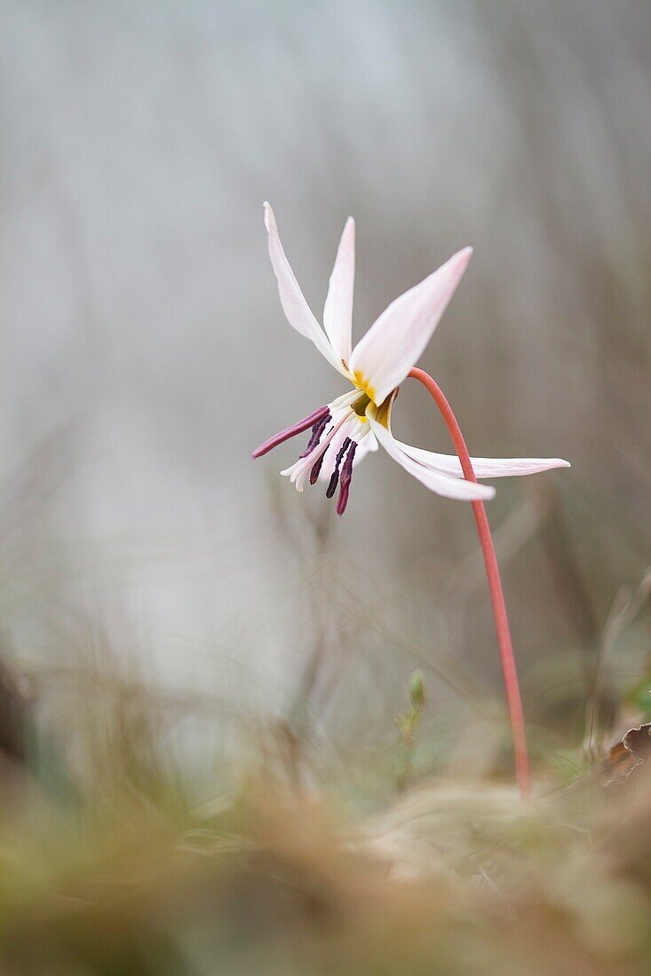 Lombardy, Italy, Dog's tooth violet
