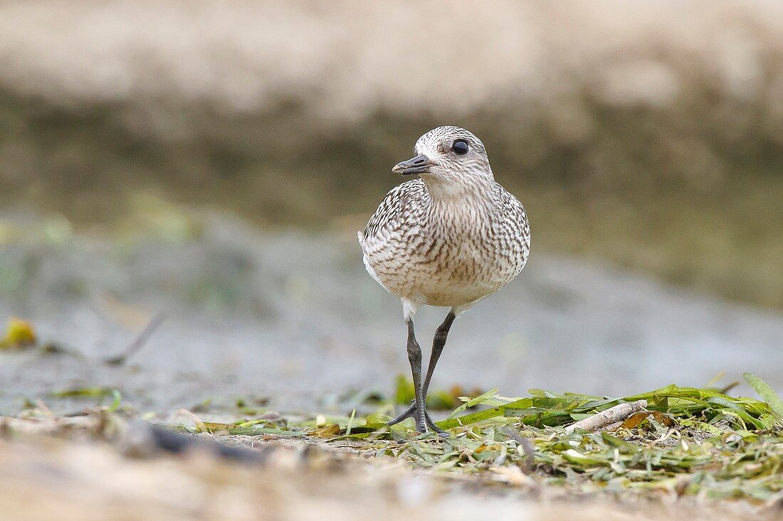 Lombary, Italy, Grey Plover