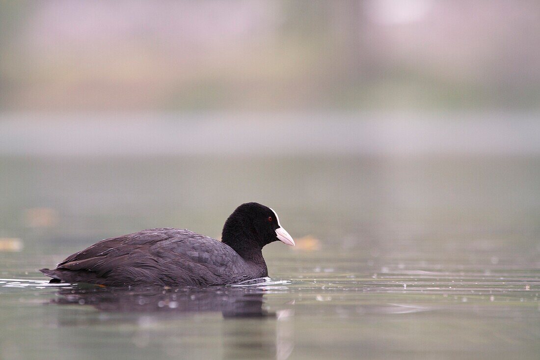 Garda Lake, Lombardy, Italy, Coot