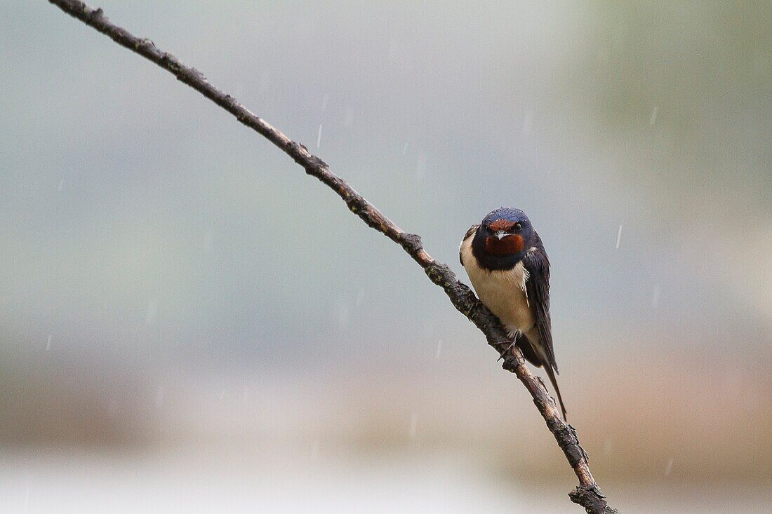 Sebino Natural Reserve, Lombardy, Italy, Swallow