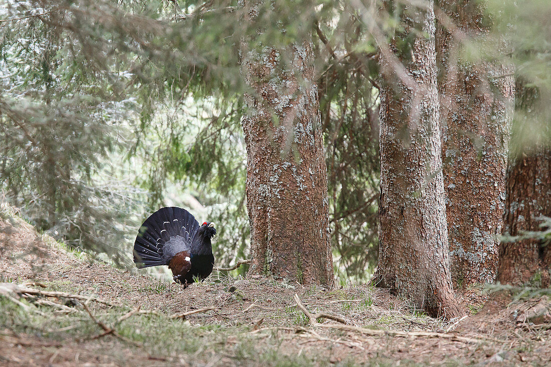 Trentino Alto Adige, Italy, Capercaillie