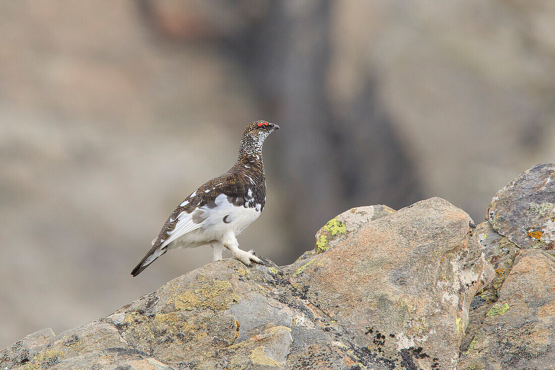 Trentino Alto Adige, Italy, Rock ptarmigan