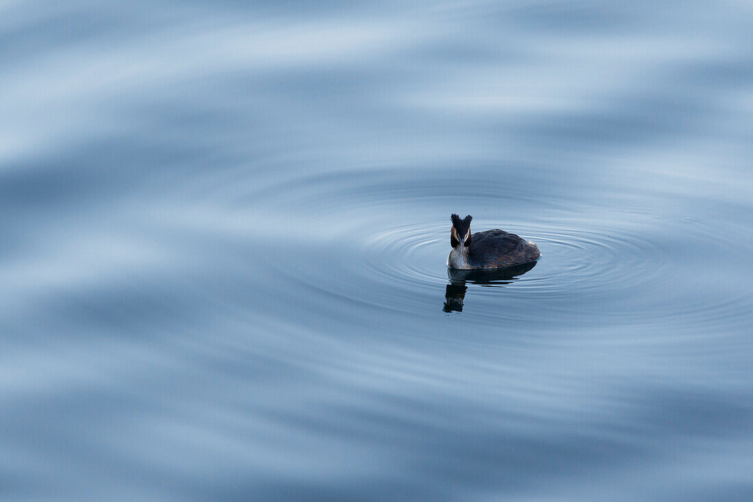 Iseo Lake, Lombardy, Italy, Great crested grebe