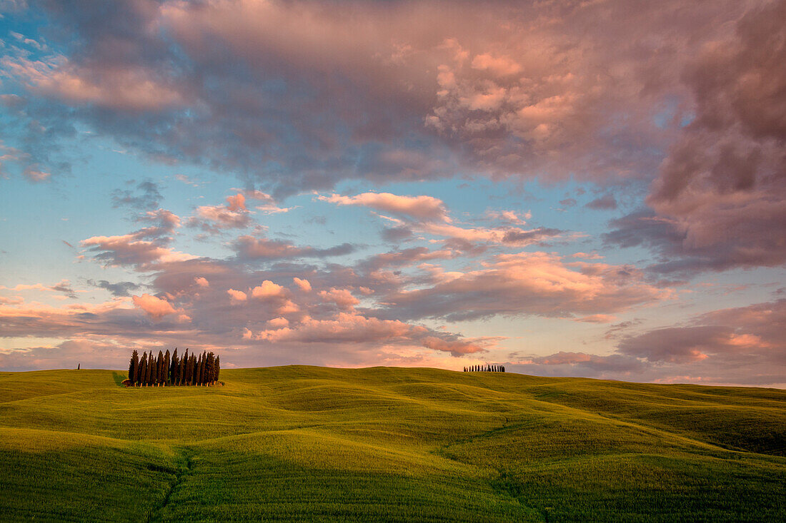 The Cypresses of the Val d'Orcia at sunset, Val d'Orcia, Tuscany Italy, located in the village of San Quirico d'Orcia