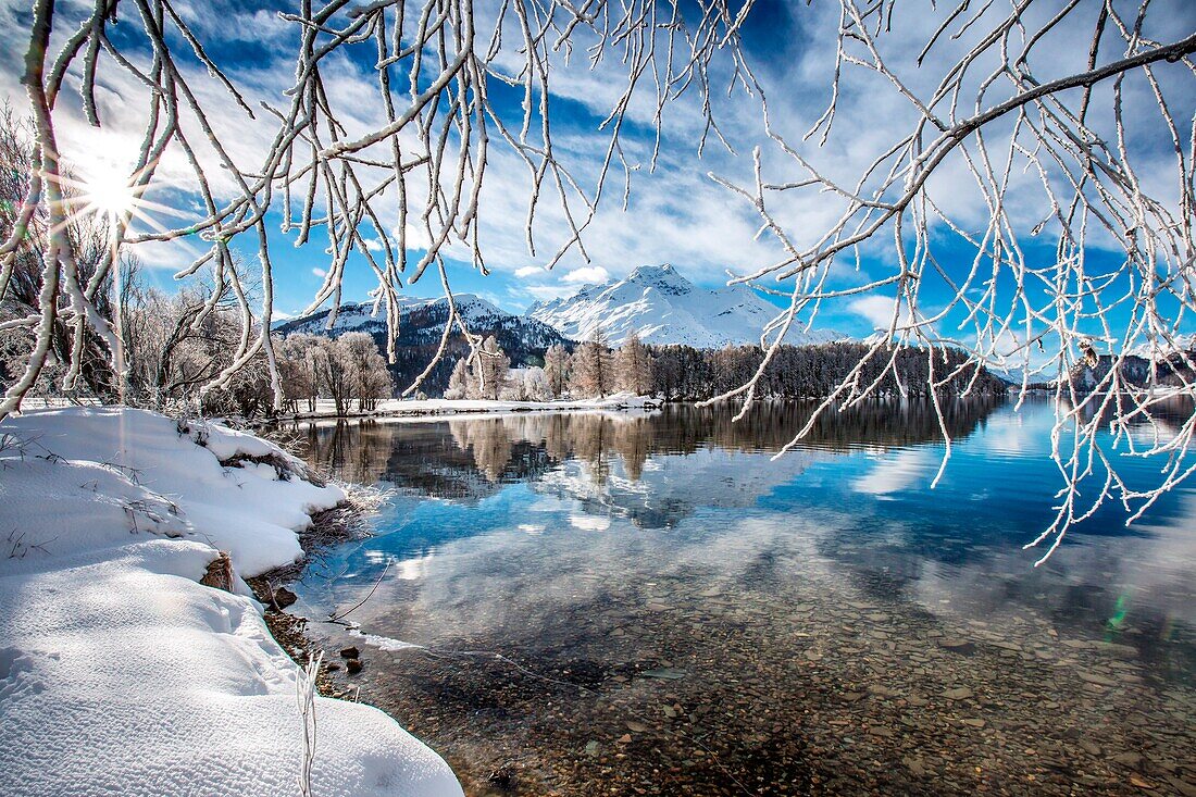 Hoarfrost covering the branches of the trees on the banks of Lake Sils, Engadine, Switzerland