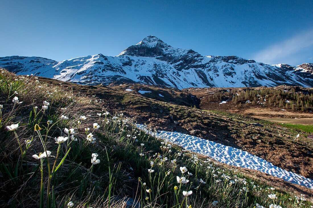 Spring blooming in Alpe Campagneda just in front of the Pizzo Scalino, Valmalenco, Valtellina, Italy