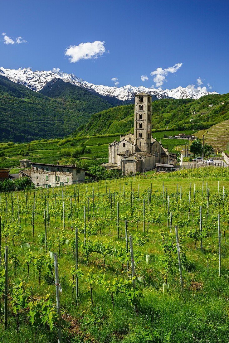 View of the church of San Siro in Bianzone by green terraces, Province of Sondrio, Valtellina Lombardy, Italy, Europe