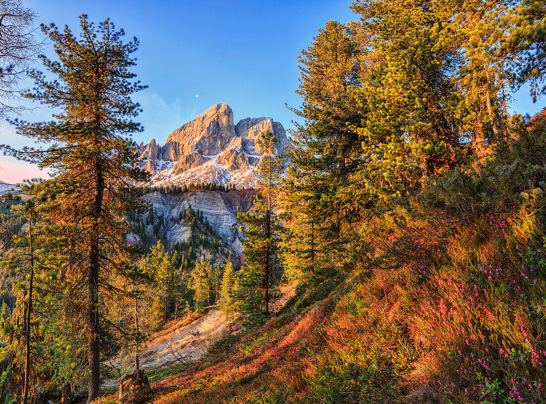 Sass de Putia in background enriched by colorful woods, Passo delle Erbe, Puez Odle South Tyrol Dolomites Italy Europe