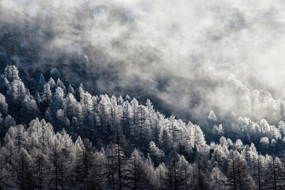 Frozen larches in the woods surrounded by low clouds Bernina Pass Engadine Canton of Graub? Switzerland Europe