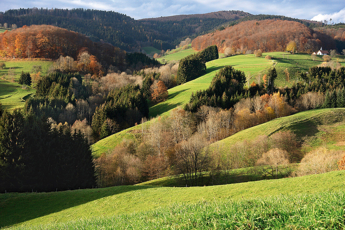 Landschaft, Ried, Schwarzwald, Deutschland
