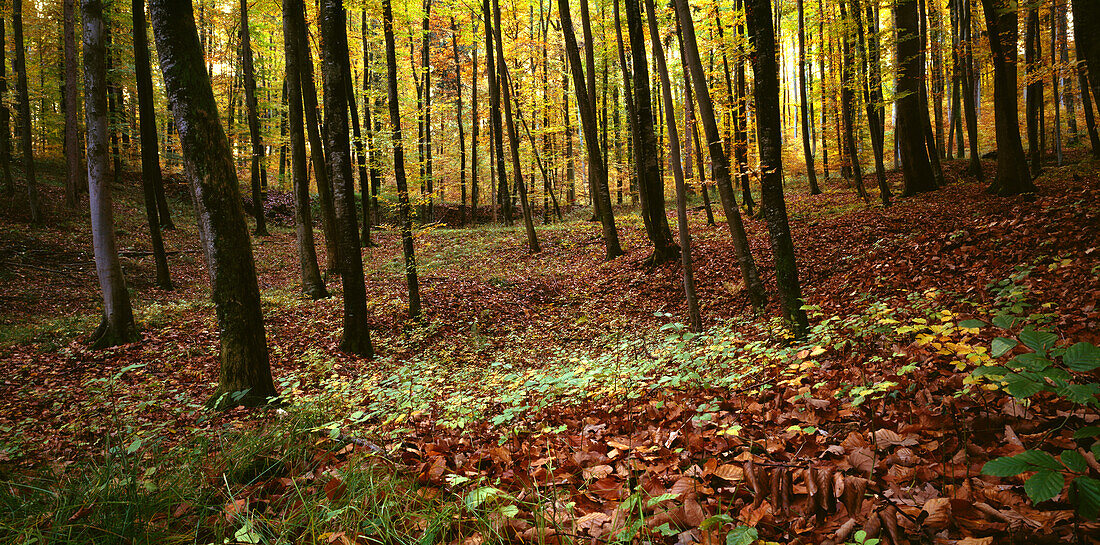 Wolfsschlucht, Herbstwald, Schwarzwald, Deutschland