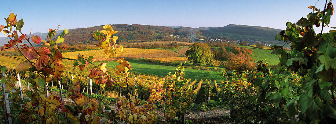 vines, Liel, Black Forest, Germany