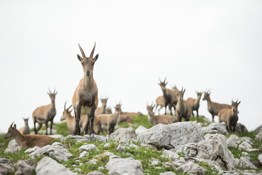 Young ibexes in the near of the Muttlerkopf in the Alps