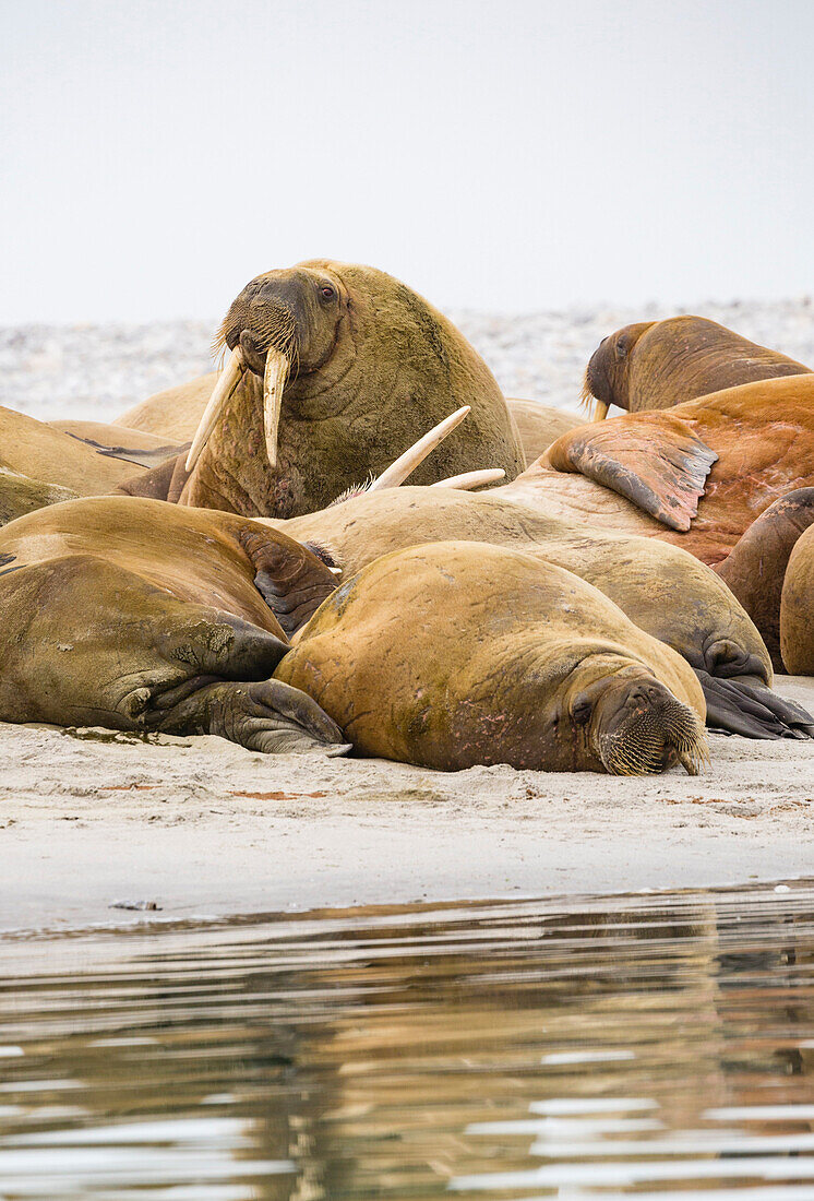 Walruses at Gravnesodden, Spitzbergen, Svalbard Foto Bernard van Dierendonck