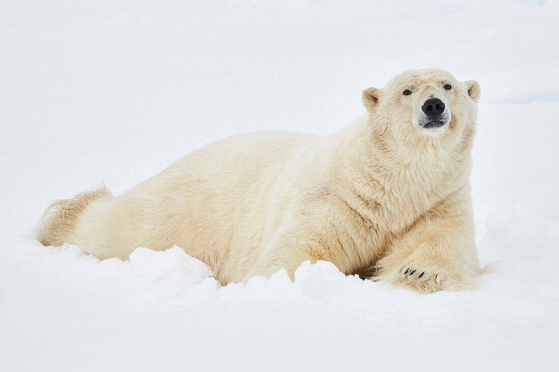 Eisbär auf Eisschollen, an der Eiskante auf 81°14,3N und 021°08,6 E Spitzbergen, Svalbard