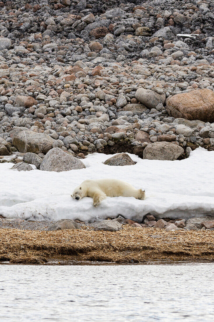 Schlafender Eisbär auf der Insel Phippsøya vor Jagdhütte Spitzbergen, Svalbard