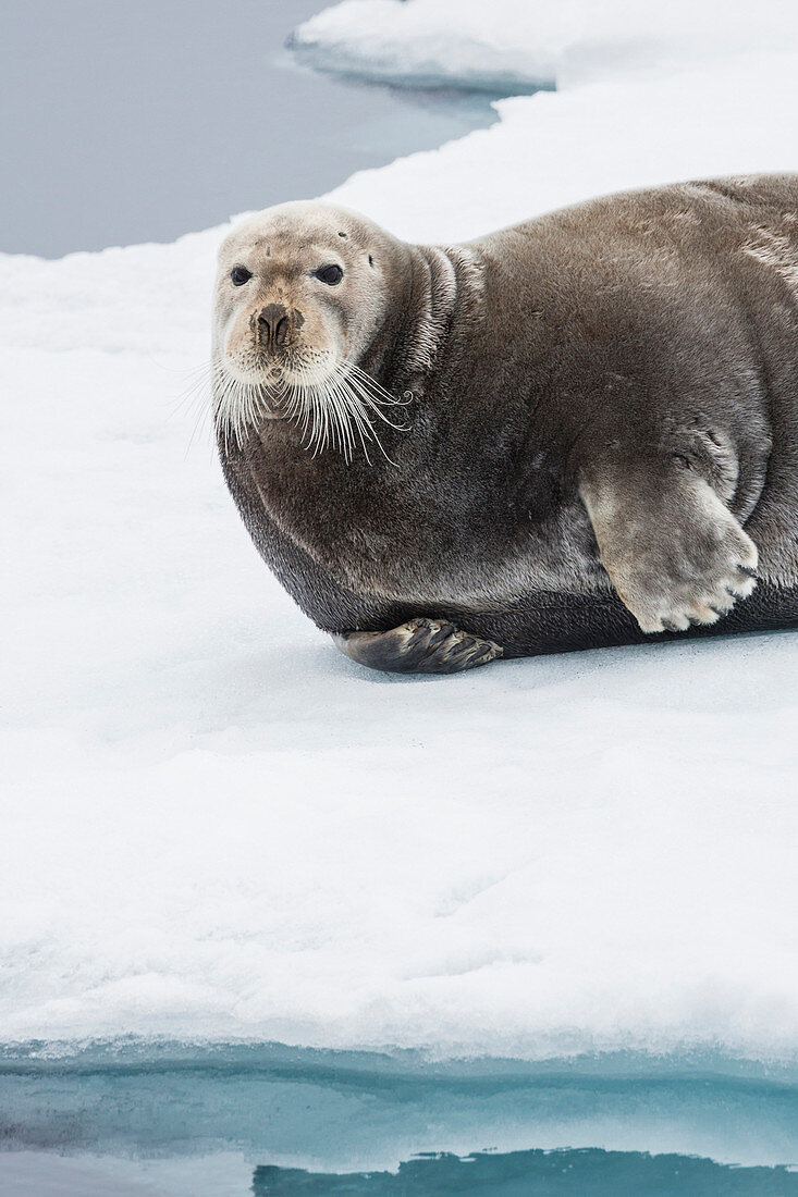 Bearded seal on ice North of Spitzbergen, Svalbard