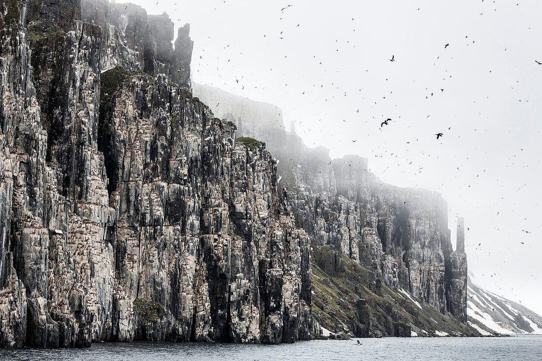 250'000 thick-billed murre nest on the basaltic cliffs of Alkefjellet Spitzbergen, Svalbard