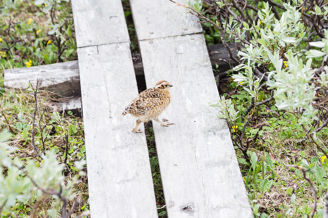 Chick of a ptarmigan on the wooden boards of the Kungsleden trek. Lapland Sweden.