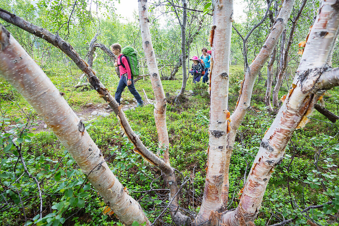 Two grils and a woman hike through a birch tree forest. Trekking on Kungsleden to Vakkotovare hut. Laponia, Lapland, Sweden.