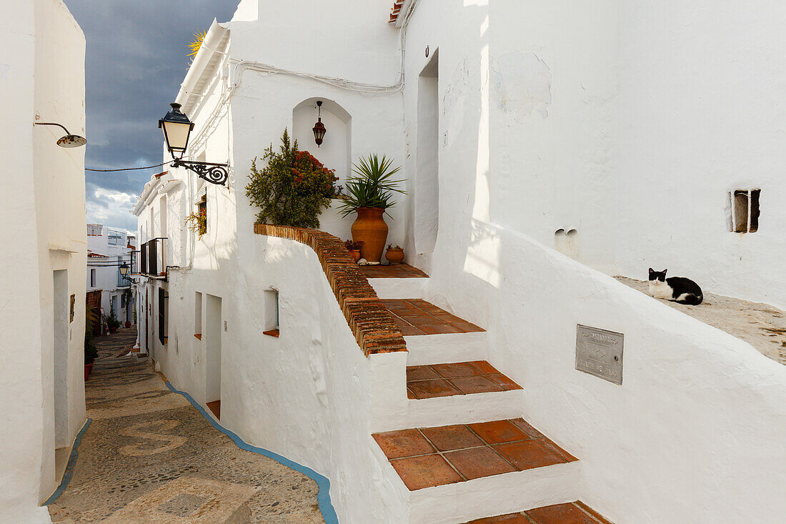 Gasse, Treppe, Katze, Frigiliana, pueblo blanco, weißes Dorf, Provinz Malaga, Andalusien, Spanien, Europa